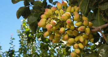Cuánto tarda en dar frutos un árbol de pistacho