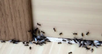 La comida y la humedad atraen a las hormigas al interior de la casa