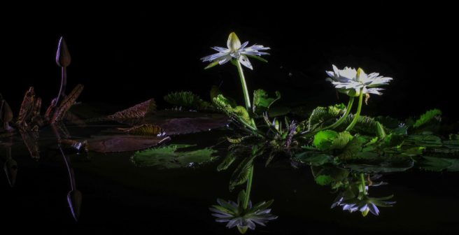 El extraño fenómeno de las plantas que “duermen” de noche: qué ocurre cuando desaparece la luz